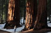 Junto a um imponente grupo de enormes sequoias no Sequoia National Park, na Califórnia - EUA